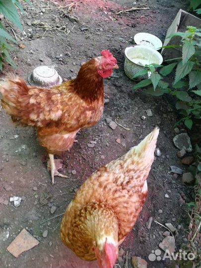 Куры несушки продам