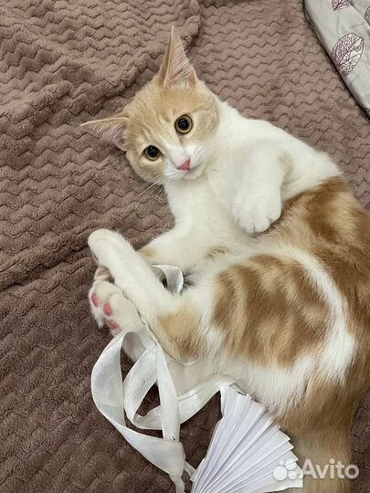 Котенок В очень добрые руки