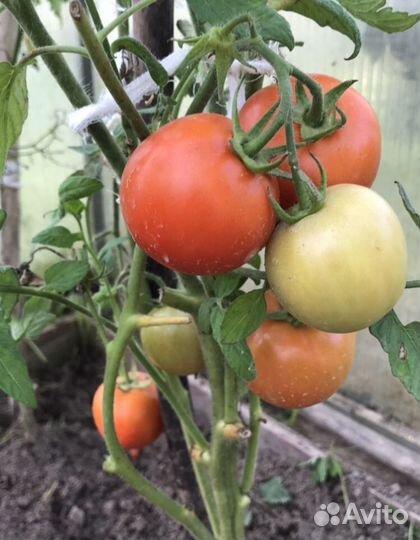 Рассада помидор и перцев