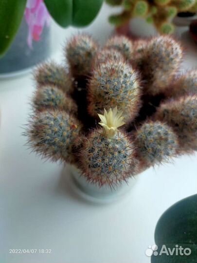 Кактус Маммиллярия побегоносная