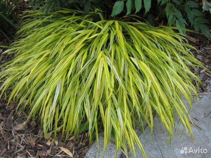 Хаконехлоя большая Aureola