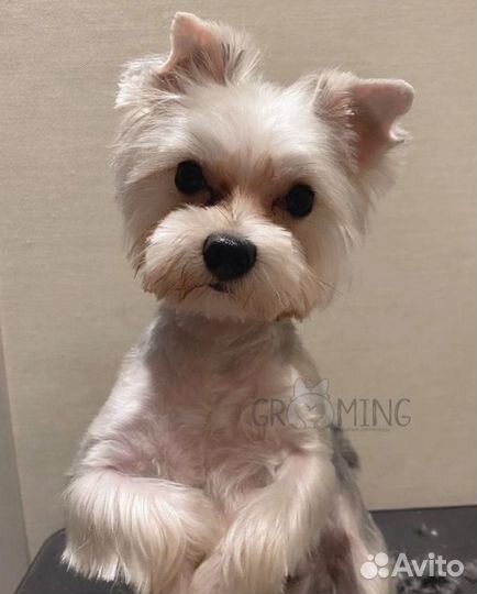 Стрижка собак и кошек