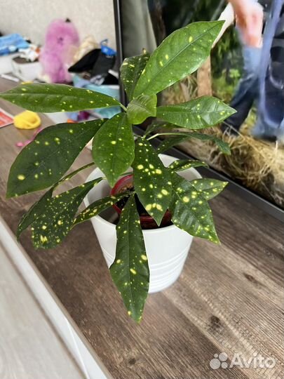 Кодиеум кротон