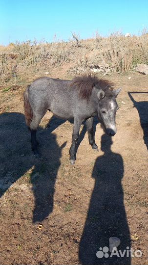 Пони лошадь