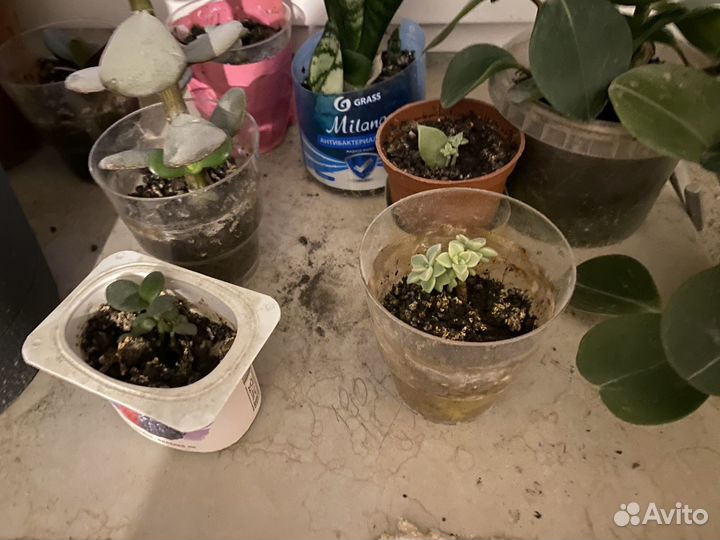 Цветы отростки