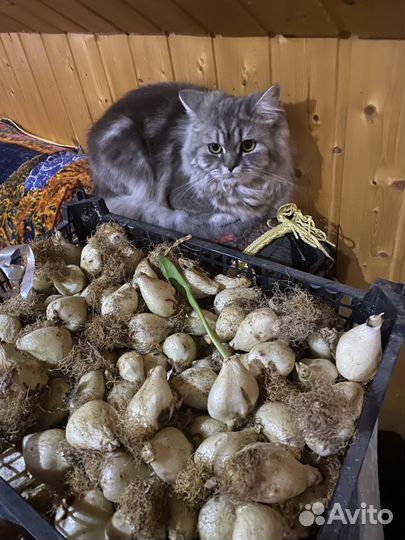 Луковицы тюльпана