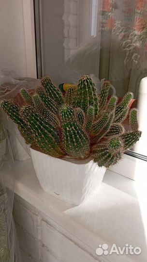 Продам кактус