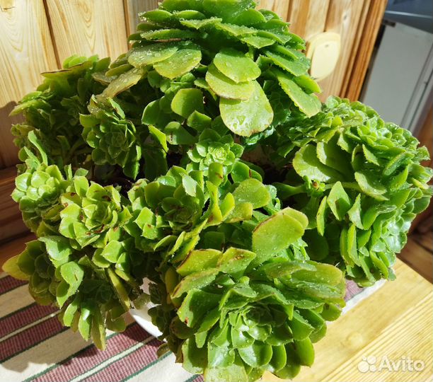 Комнатные растения