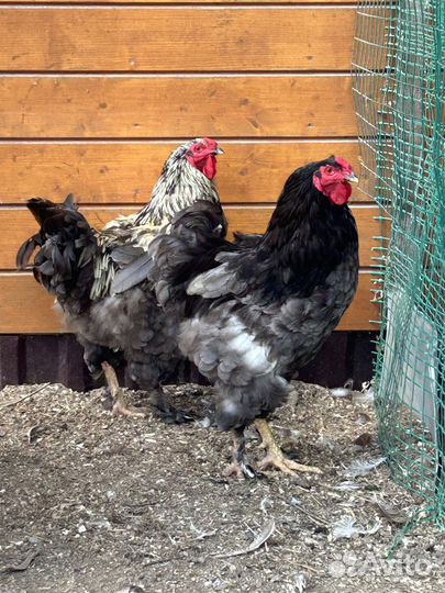 Молодые петухи