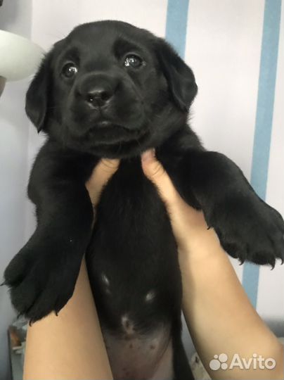 Щенки лабрадора