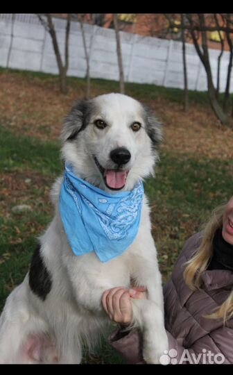 Классный пес Шмель в добрые руки