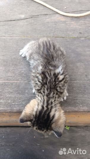 Кошка в дар бесплатно