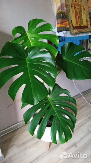 Продам Монстеру