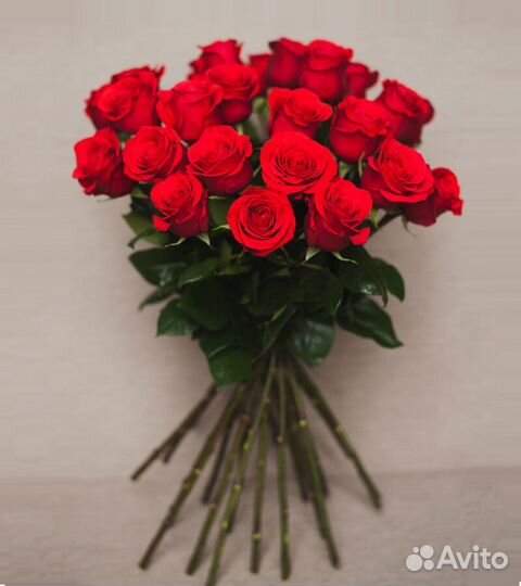 Элитная роза Эквадора