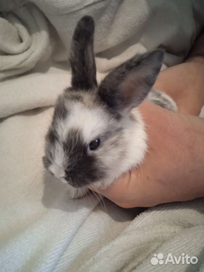 Декоративные кролики