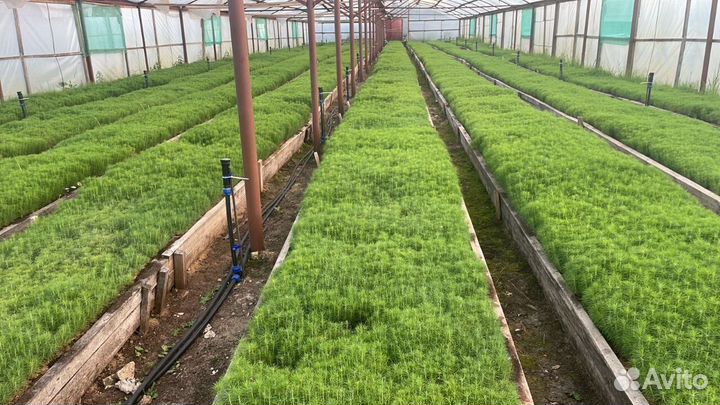 Сеянцы сосны зкс от производителя