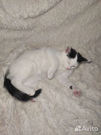 Котята в добрые руки бесплатно