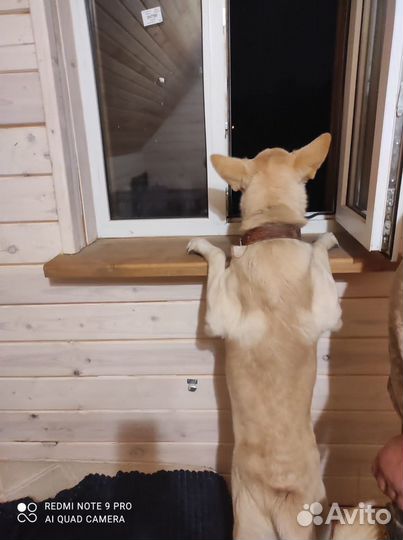 Собака в дар в добрые руки