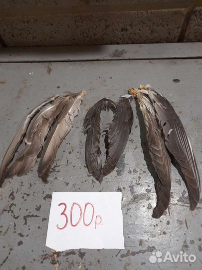 Игрушки для домашних животных