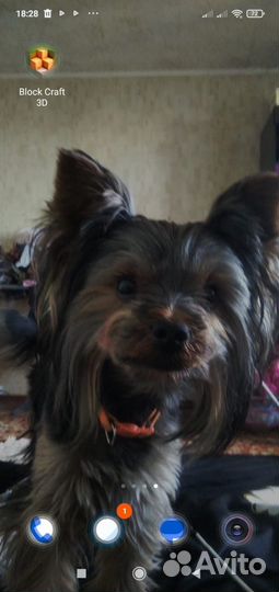 Йоркширский терьер стандарт вязка