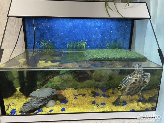 Черепаха с аквариумом