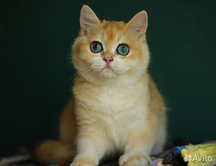 Синеглазый котик