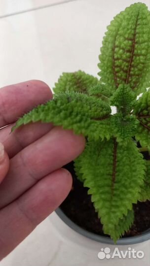 Пилея Мун Валли (Pilea Moon Valley)