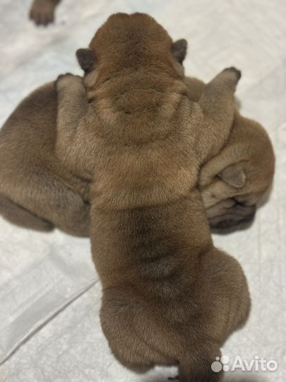 Щенки шарпея