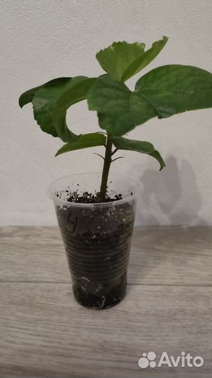 Черенок сортового гибискуса