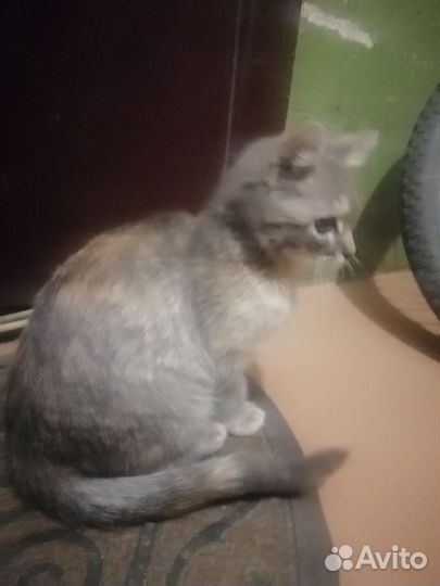 Котёнок в дар