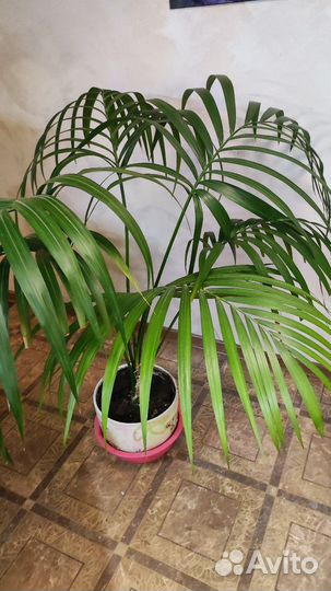 Пальма арека