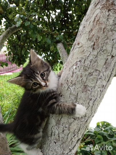 Котята в добрые руки бесплатно