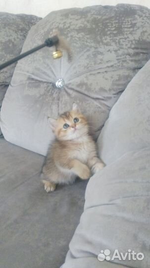 Шотландский котёнок
