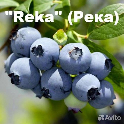 Голубика 3 год Reka (Река) и другие сорта