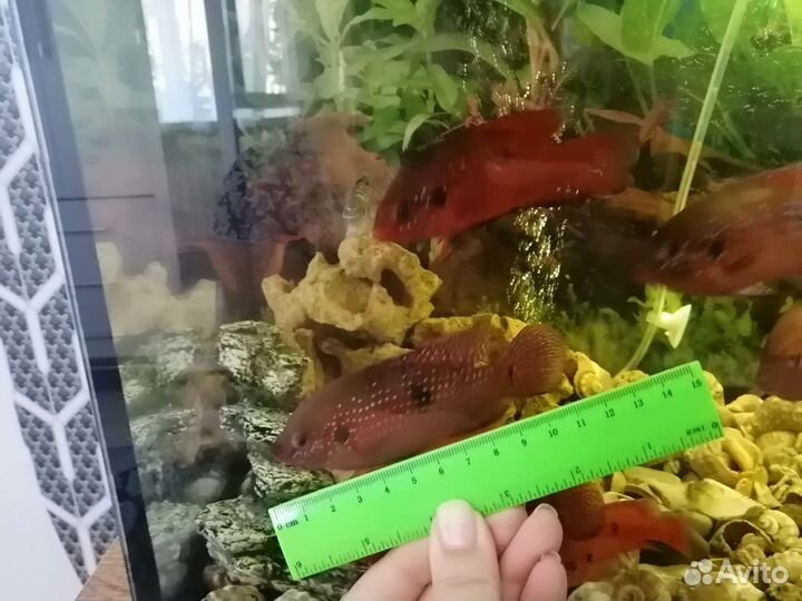 Хромис красавец