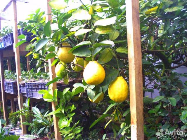 Редкие растения России