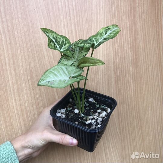 Сингониумы в ассортименте