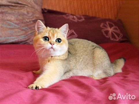 Британская золотая шиншилла