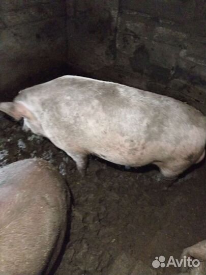 Продам хряка