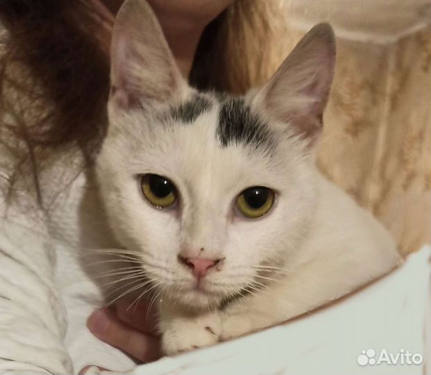 Кошечка Соня