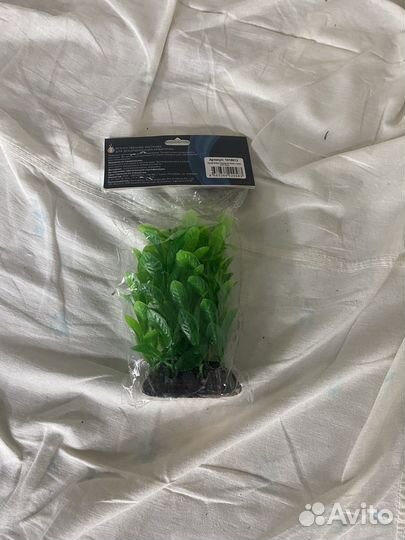 Аквариумные растения