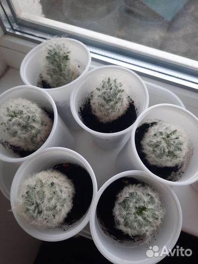 Кактус маммилярия