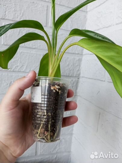 Аглаонема Сильвер Бэй