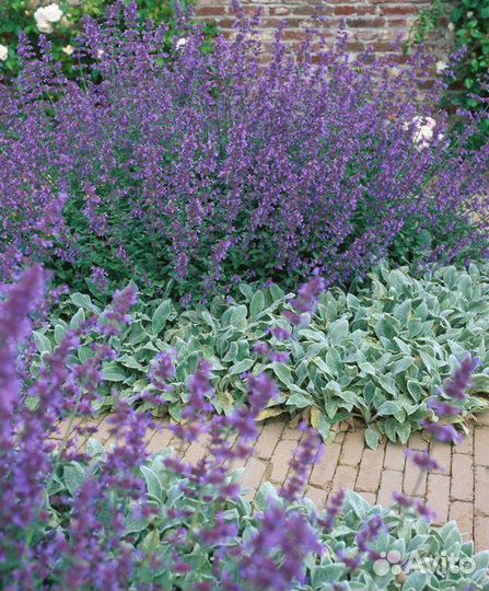 Декоративные Злаки Луки и другое