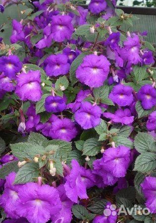 Ахименеc purple king