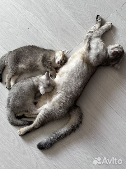 Котята шотландской шиншиллы