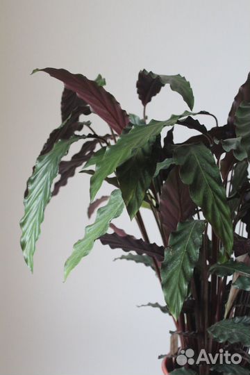 Калатея горшечная