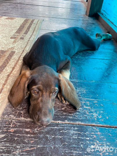 Щенки курцхаара