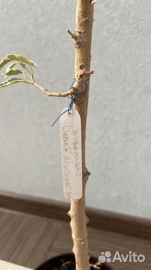 Фикус Бенджамина Барок, Пикси и др.сорта