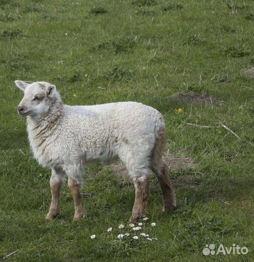 Овцы, бараны, шерсть
